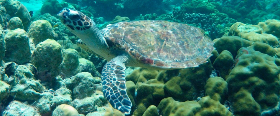 Krabi diving